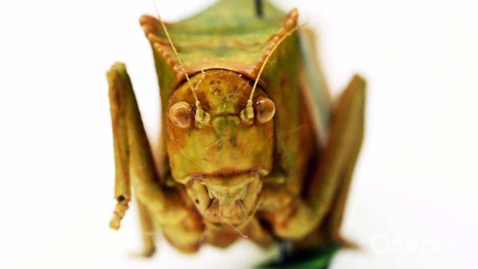 Riesenblattschrecken zählen zu den größten Insekten der Welt. Bild: Uli Deck/dpa