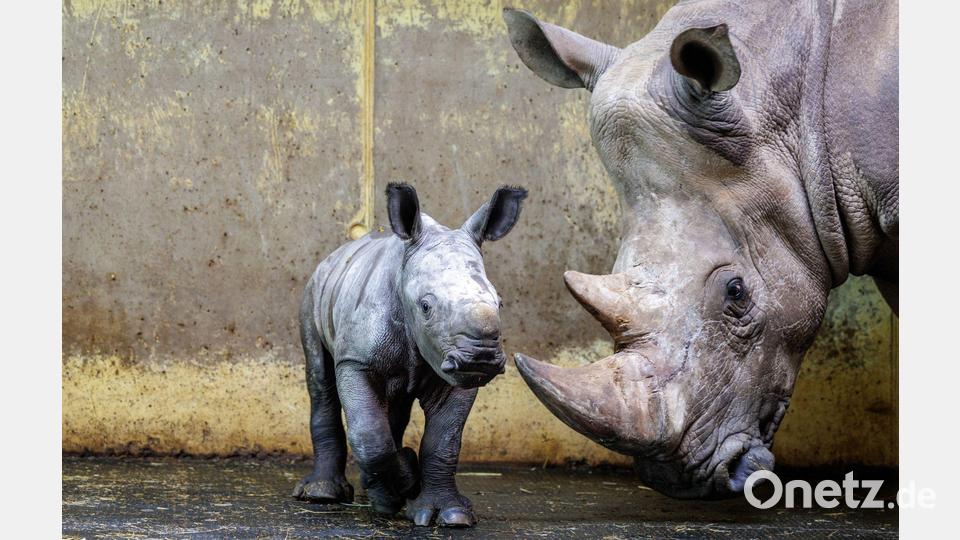 Nashorn-Mama „Amalie“ und ihr männliches Junges „Liam“ stehen im Zoo in Osnabrück. Bild: David Ebener/dpa