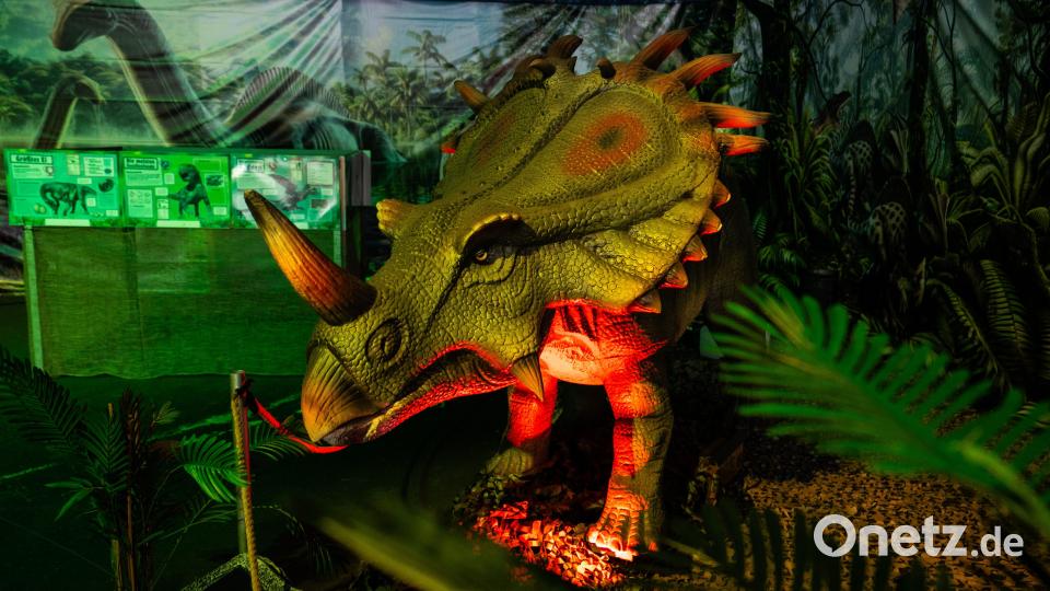 Dinosaurier-Ausstellung in Wunsiedel Bild: Justin Freiwald