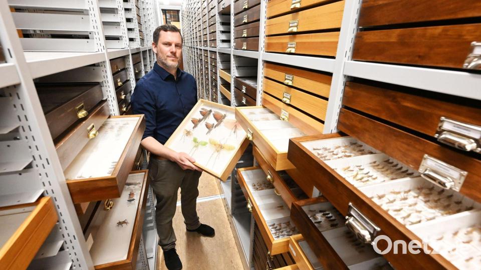 Martin Husemann ist Heuschreckenexperte und leitet das Karlsruher Naturkundemuseum. Bild: Uli Deck/dpa