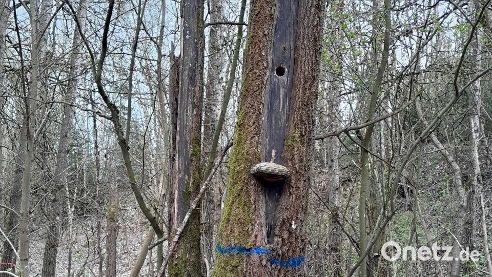 Einer der Höhlenbäume, die bei der Hiebbegehung auf der Schmelitzhöhe gefunden wurden. Sie dienen unzähligen Waldbewohnern als Lebensräume und werden bei Durchforstungen unbedingt erhalten, insofern sie nicht die Verkehrssicherheit gefährden. Bild: Stefan Gradl