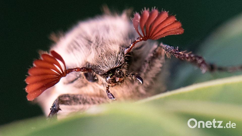 Maikäfer profitieren von den trockenen Bedingungen im Hessischen Ried. (Archivbild) Bild: Boris Roessler/dpa