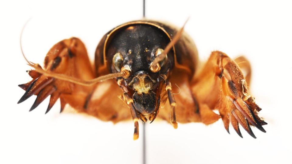 Die Maulwurfsgrille hat Schaufeln, um sich durchs Erdreich zu buddeln. Bild: Uli Deck/dpa