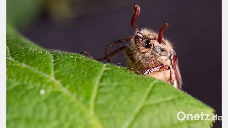 Die Massenflüge finden in der Regel alle vier Jahre statt. (Archivbild) Bild: Boris Roessler/dpa