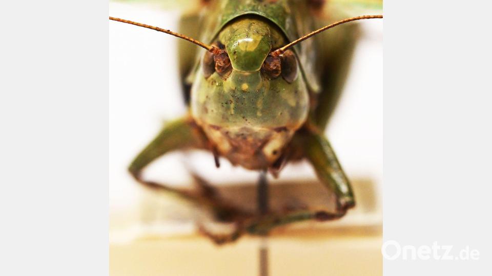 Bei genauer Betrachtung kann man das Gesicht des Warzenbeißers gut erkennen. Bild: Uli Deck/dpa