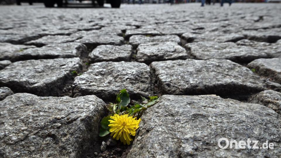 Flower-Power: Ein Löwenzahn blüht auf dem Domplatz in Erfurt zwischen den Steinen. Bild: Martin Schutt/dpa