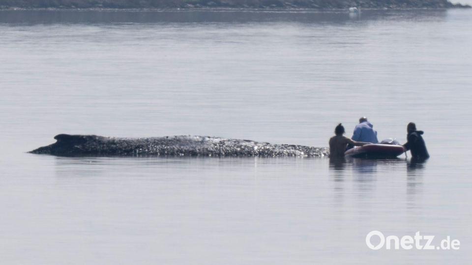 Die Helfer nehmen Kontakt zu dem gestrandeten, mutmaßlich schwer kranken Tier auf. Bild: Philip Dulian/dpa