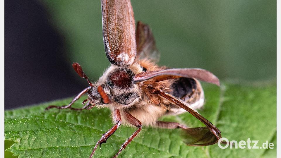 Erwachsene Käfer fressen die frischen Blätter von Laubbäumen. (Archivbild) Bild: Boris Roessler/dpa