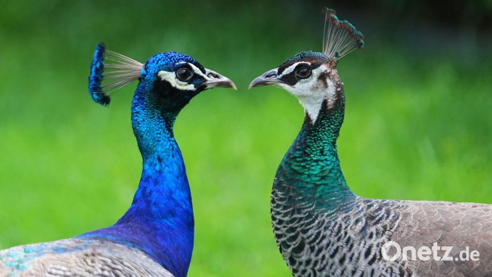 Zwei Pfaue streifen durch den Vorgarten eines Hauses in Texas. Bild: Julio Cortez/AP/dpa