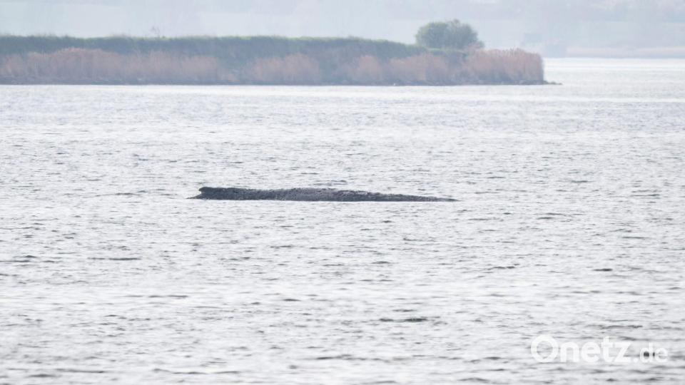 Das Schicksal des Buckelwals bewegt die Menschen. Bild: Philip Dulian/dpa