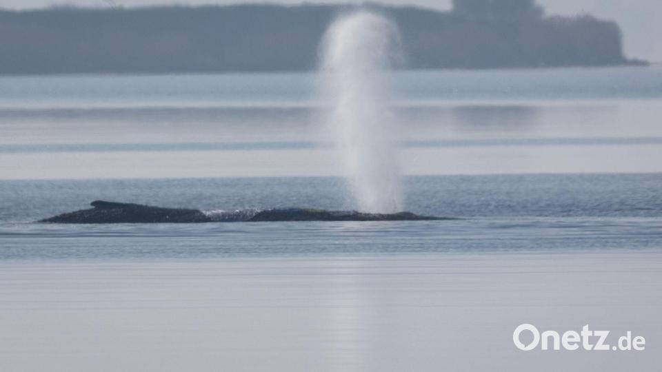 Da bläst der Buckelwal vor der Insel Poel. Bild: Jens Büttner/dpa