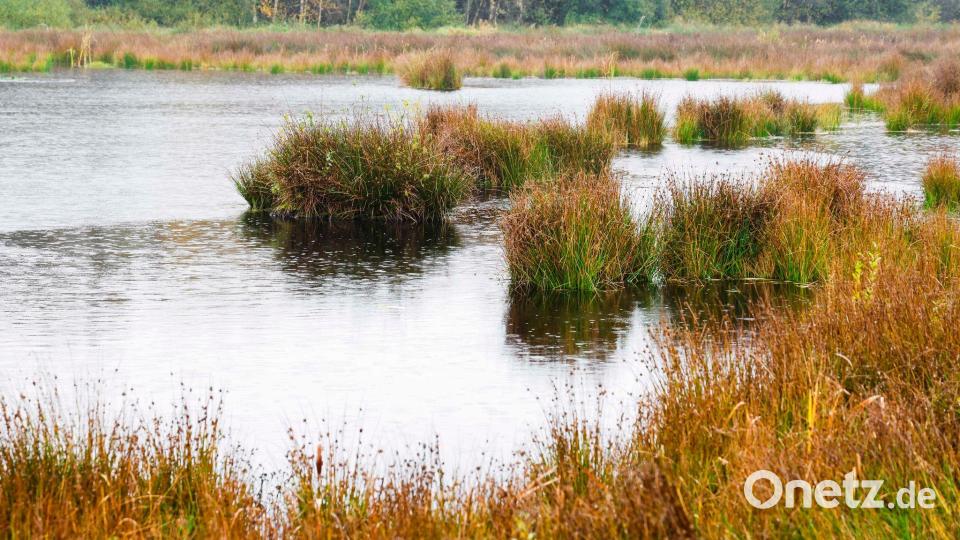 Die Wiedervernässung von Mooren, wie hier in Schleswig-Holstein, soll Treibhausgase im Boden halten. (Archivbild) Bild: Frank Molter/dpa
