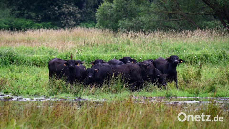 Eine mögliche Bewirtschaftung für nasse Flächen bieten Wasserbüffel, die mit dem feuchten Untergrund gut zurechtkommen. (Archivbild) Bild: Bernd von Jutrczenka/dpa