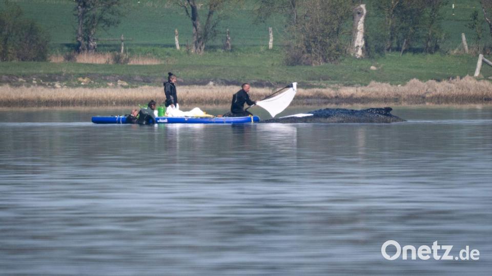 Die Rettungsaktion für den gestrandeten Buckelwal vor der Insel Poel lief am Freitag weiter. Bild: Philip Dulian/dpa