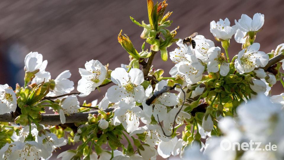 Eine Biene ist zu einer Kirschblüte geflogen. (Archivbild) Bild: Pia Bayer/dpa