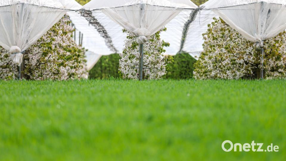 Schirme für Obstbäume Bild: Christoph Reichwein/dpa