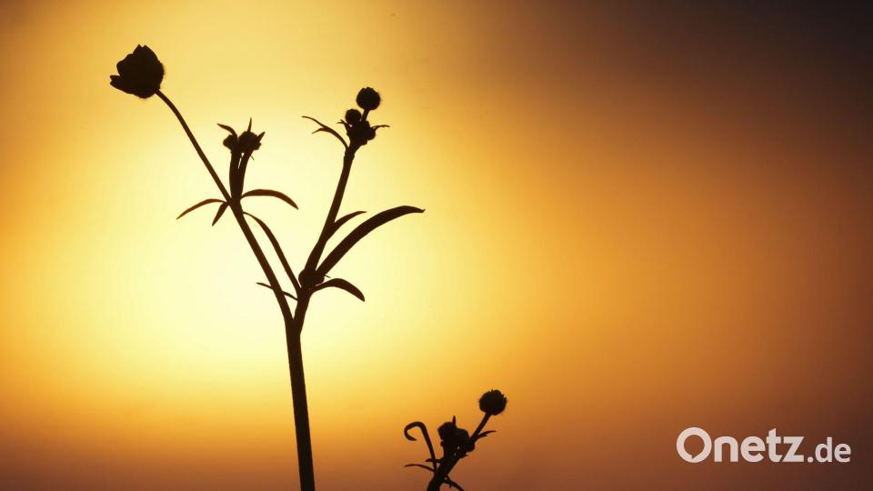 Sonnenaufgang eingetrübt Bild: Thomas Warnack/dpa