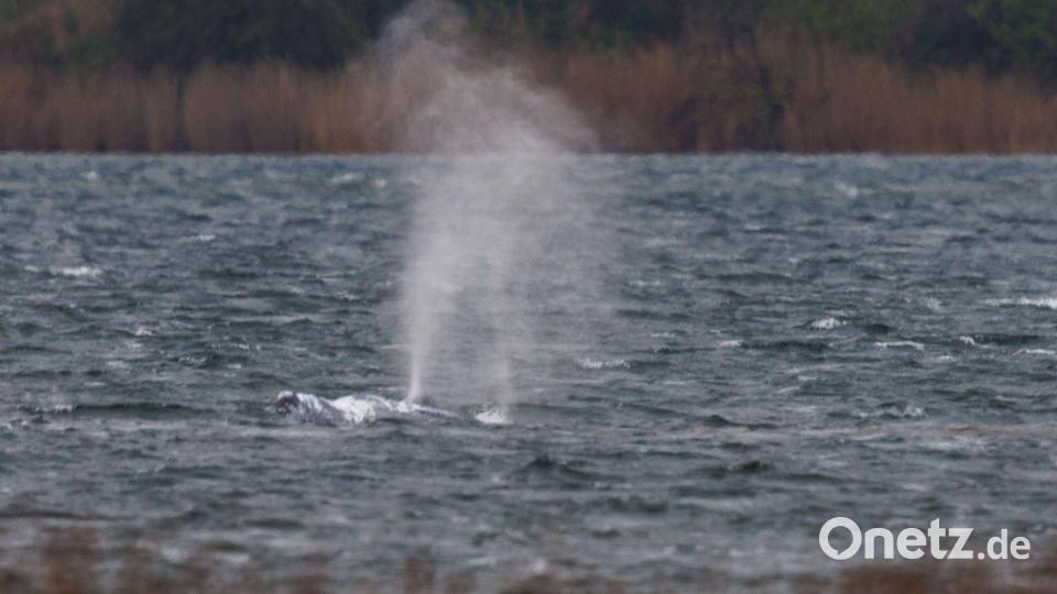 Buckelwal schwimmt Bild: Jens Büttner/dpa