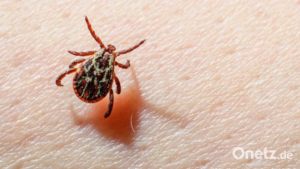 Eine Auwaldzecke (Dermacentor reticulatus) kann FSME übertragen. (Archivbild) Bild: Patrick Pleul/dpa