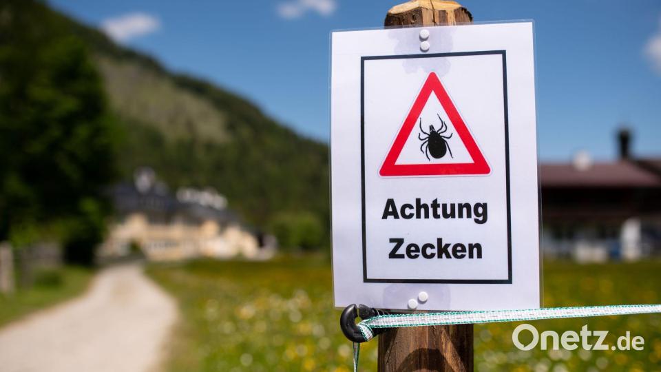 Nach einem Aufenthalt in der Natur sollte man sich unbedingt intensiv absuchen, denn diese stechen nicht sofort. Möglicherweise lässt sich so eine Infektion noch rechtzeitig verhindern. (Archivbild) Bild: Sven Hoppe/dpa