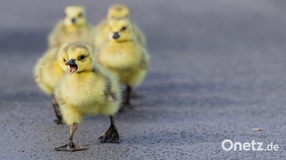 Im Kükenmarsch - Kleine Kanadagänse unterwegs Bild: Rolf Vennenbernd/dpa