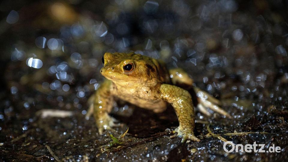 Ehrenamtliche Helfer bringen Frösche und Lurche über die Straße. (Symbolbild) Bild: Pia Bayer/dpa