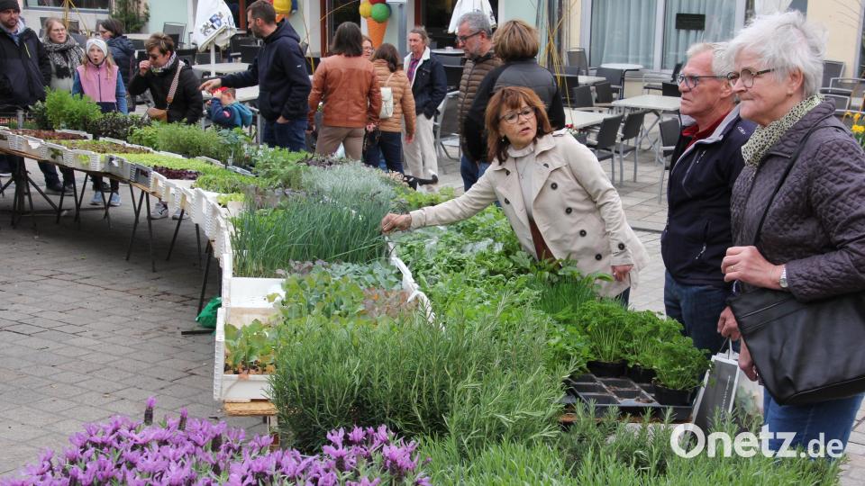 Die große Auswahl an Kräuter- und Gemüsepflanzen an diesem Stand war ein Treffpunkt für die Marktbesucher. Bild: Konrad Rosner