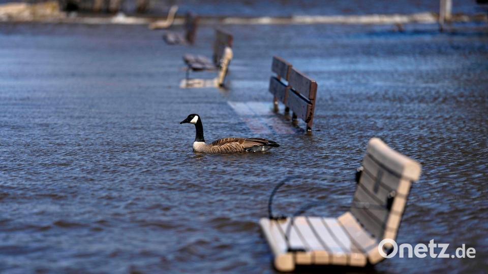 Eine Kanadagans schwimmt am Britannia Beach in Ottawa an überfluteten Bänken vorbei, als der Ottawa River über die Ufer tritt. Bild: Justin Tang/The Canadian Press/AP/dpa