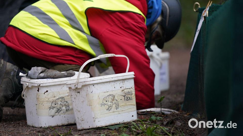 Ehrenamtliche Helfer bringen Frösche und Lurche über die Straße. (Symbolbild) Bild: Marcus Brandt/dpa