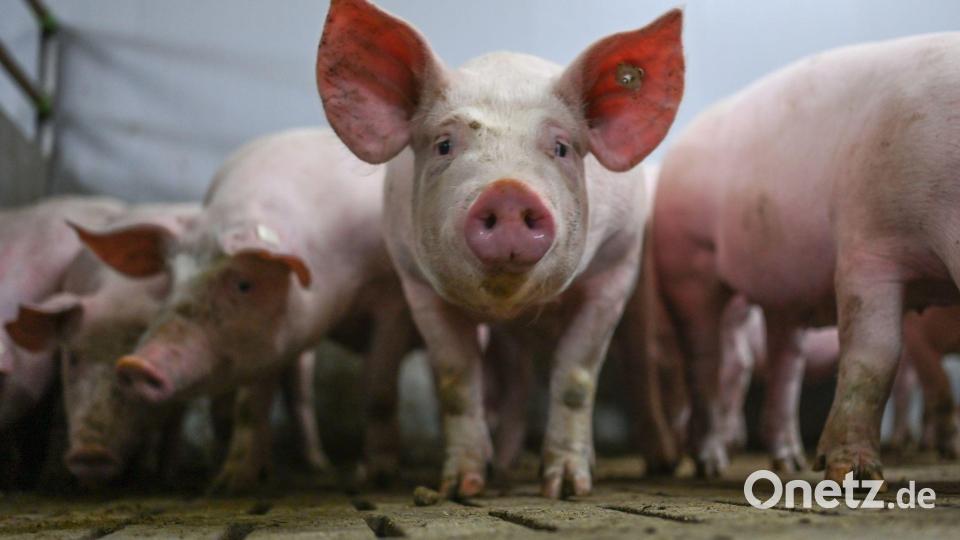 Das Logo zeigt fünf Stufen mit Anforderungen an die Haltung im Stall. (Archivbild) Bild: Lars Klemmer/dpa