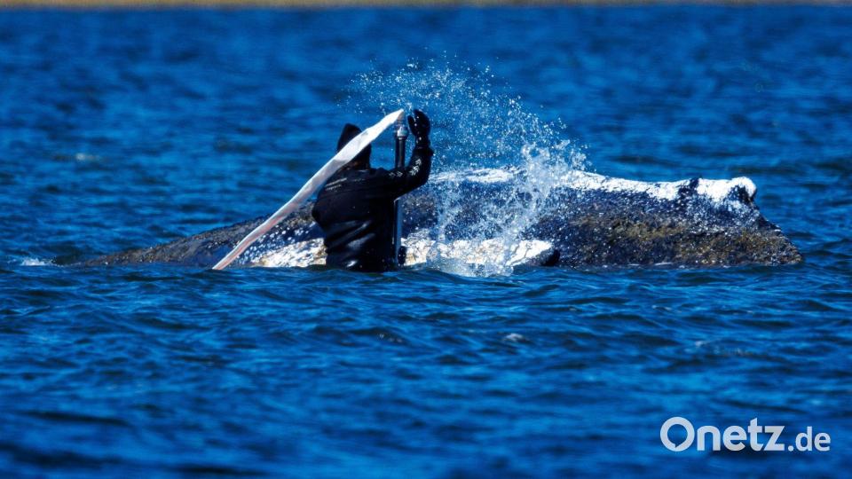 Helfer bemühen sich, den festsitzenden Buckelwal vor Poel freizuspülen. Bild: Jens Büttner/dpa