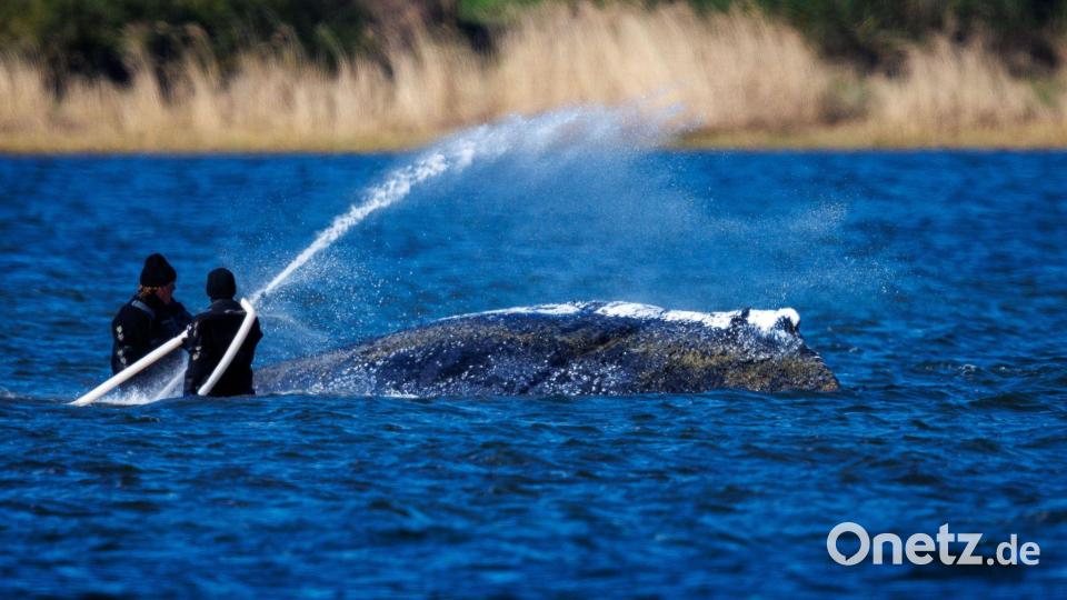 Wasser marsch: Helfer bespritzen den Buckelwal vor der Insel Poel mit Wasser. Bild: Jens Büttner/dpa