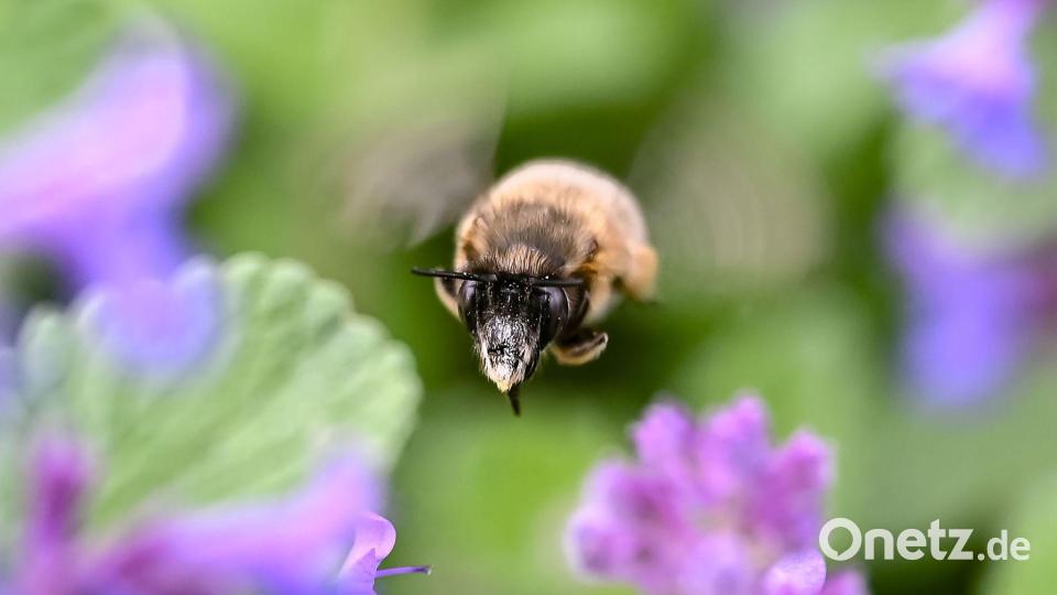 In Karlsruhe fliegt eine Hummel zwischen Blumenblüten umher. Bild: Uli Deck/dpa