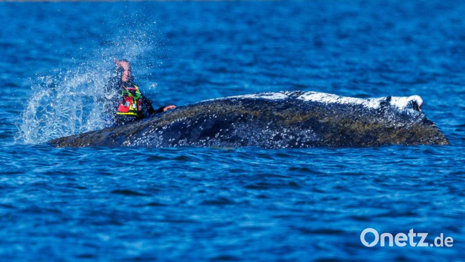 Zum Teil mit bloßen Händen bespritzen Helfer den Wal mit Wasser. Bild: Jens Büttner/dpa