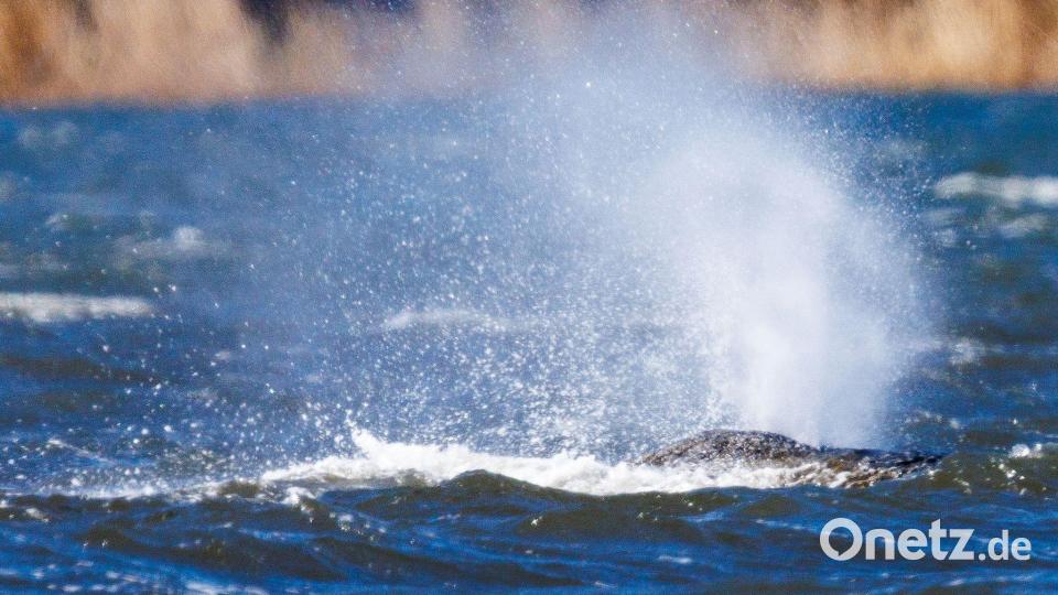 Der Buckelwal liegt vor der Insel Poel und bläst Atemluft aus. Bild: Jens Büttner/dpa
