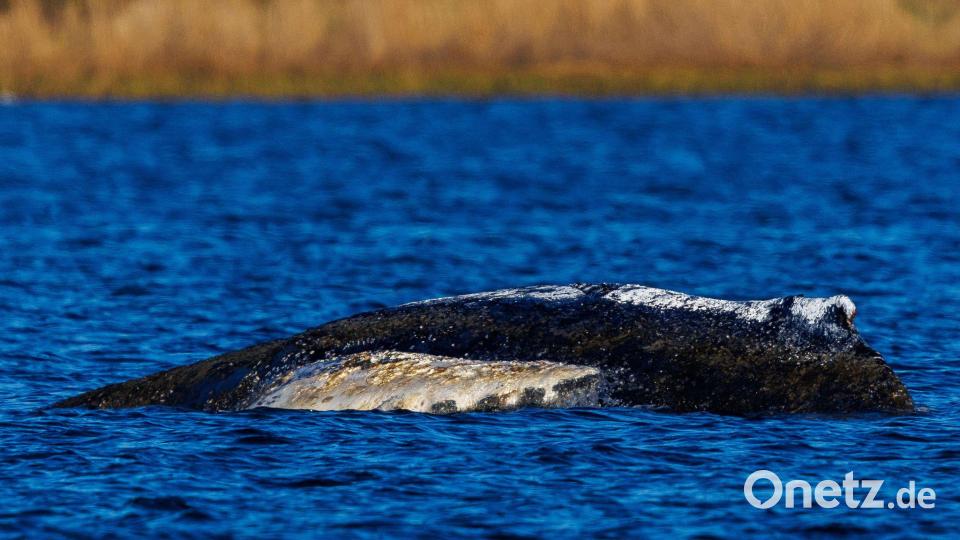 Die Wasserstände in der Wismarer Bucht sinken heute wieder. Bild: Jens Büttner/dpa