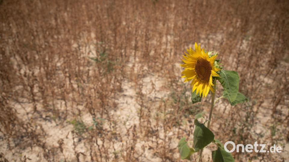 Viele Pflanzen haben ab 30 Grad Hitzestress (Archivbild) Bild: Clara Margais/dpa