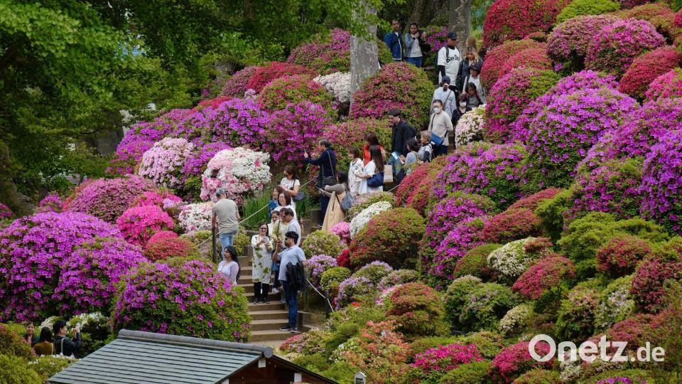 Frühling in Japan: Menschen flanieren in Tokio zwischen blühenden Azaleen. Bild: Eugene Hoshiko/AP/dpa