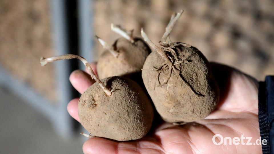 Kartoffeln sind besonders hitzeempfindlich. (Archivbild) Bild: Bernd Wüstneck/dpa
