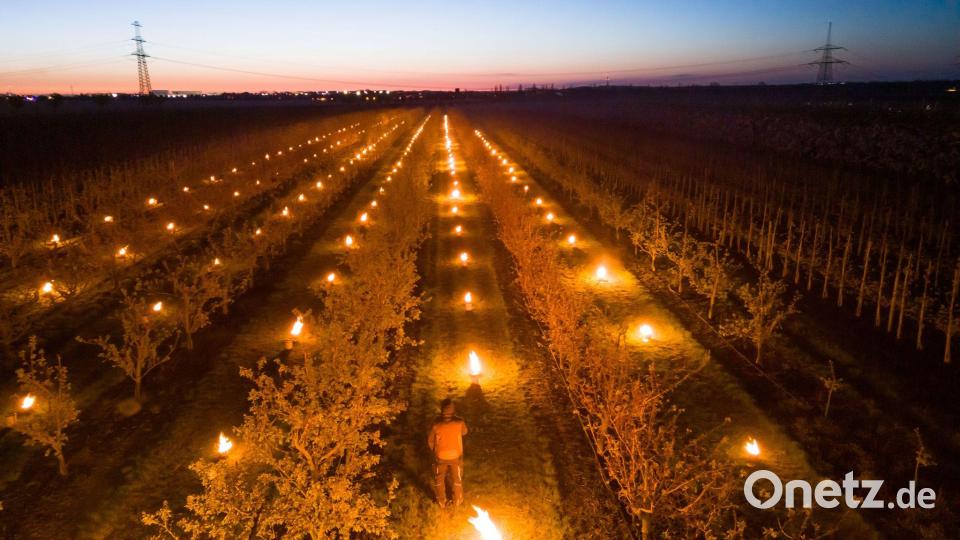 In einer Aprikosen-Plantage in Sachsen-Anhalt brennen Frostschutzkerzen. Bild: Klaus-Dietmar Gabbert/dpa
