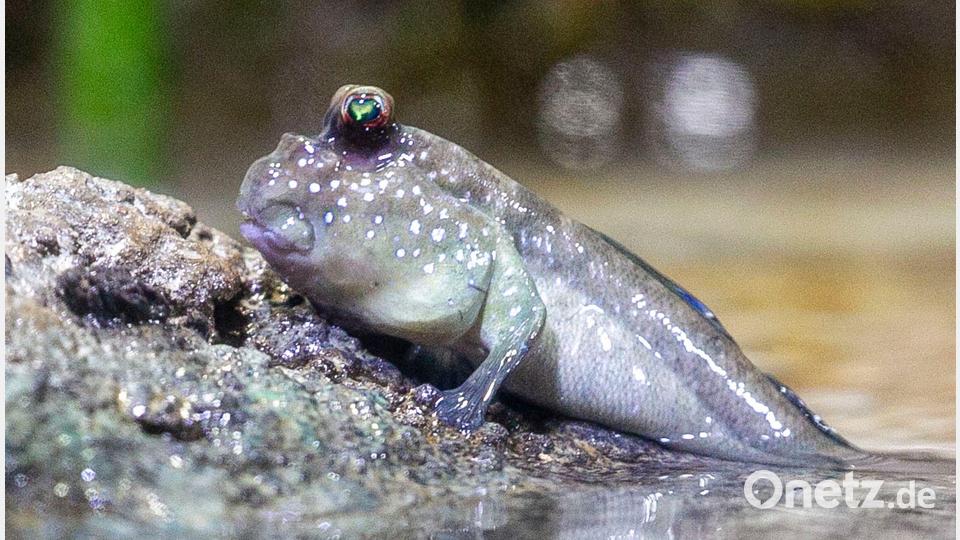 Ein Schlammspringer liegt in der neuen Mangroven-Anlage im Frankfurter Zoo. Bild: Helmut Fricke/dpa
