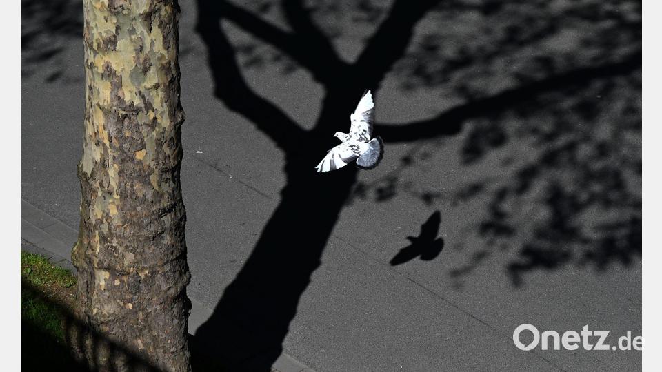 Hell und dunkel, Licht und Schatten: Eine Taube fliegt in Düsseldorf unter einem Baum entlang. Bild: Celine Frohnapfel/dpa