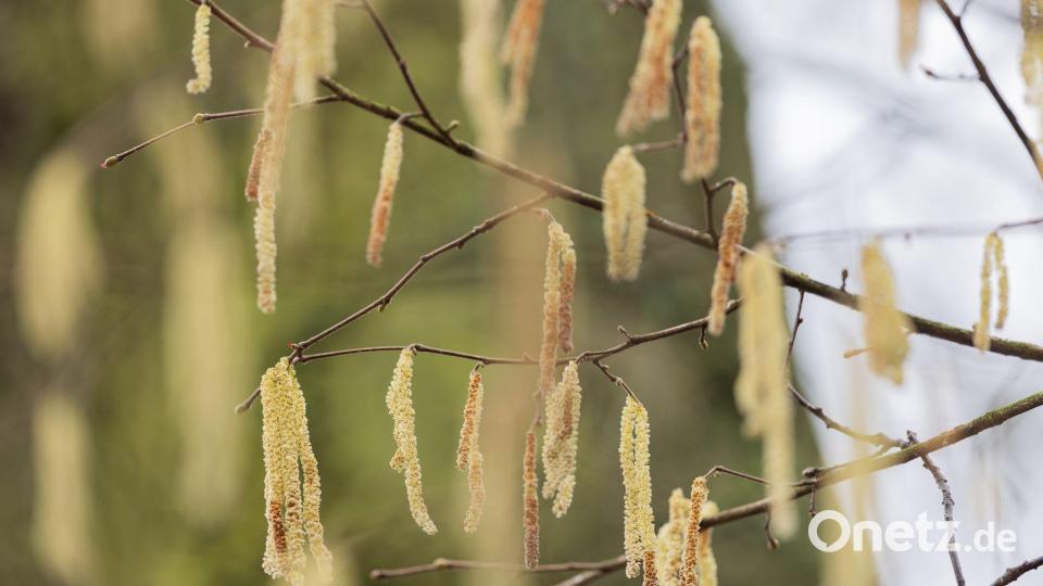 Die Wissenschaftler stellten einen früheren Saisonbeginn für allergene Baumarten fest. Bild: Rolf Vennenbernd/dpa