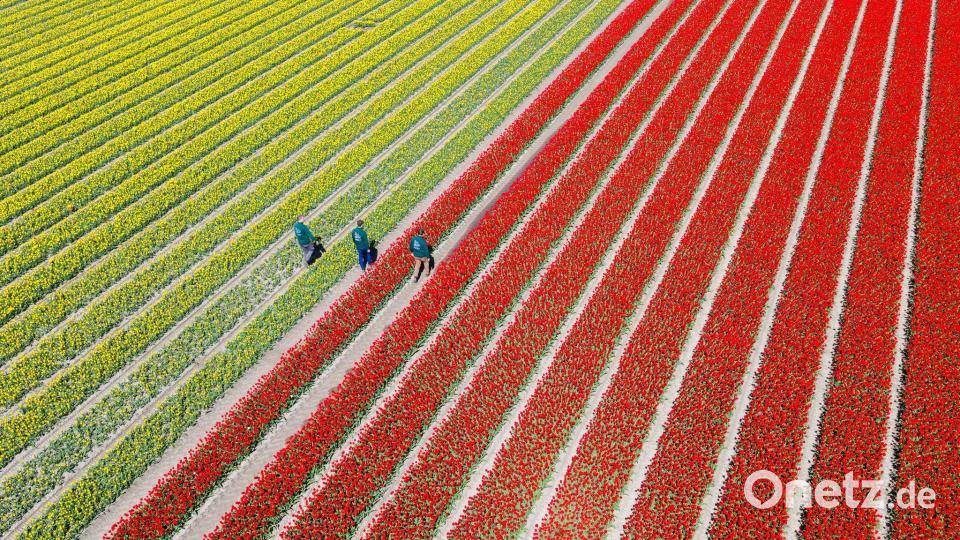 Am Wochenende findet hier zum vierten Mal der „Tag des offenen Tulpenfeldes“ statt. Das Betreten der Felder ist normalerweise verboten. Bild: Julian Stratenschulte/dpa
