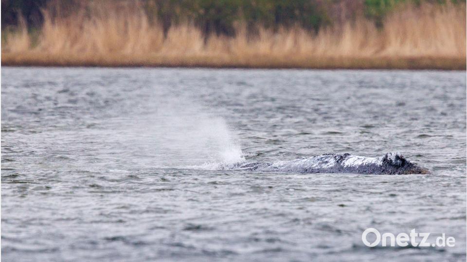 Der vor Poel liegende Buckelwaö bläst Atemluft aus. Bild: Jens Büttner/dpa