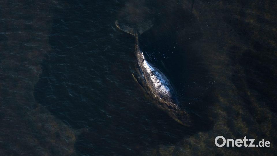 Der Buckelwal liegt in einer ausgespülten Mulde im Wasser vor der Insel Poel (Aufnahme aus einem Flugzeug). Bild: Philip Dulian/dpa
