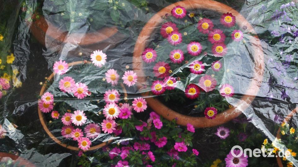 In der Nacht könnte es noch mal frostig werden - nicht gut für empfindliche Pflanzen. (Archivbild) Bild: Karl-Josef Hildenbrand/dpa/dpa-tmn