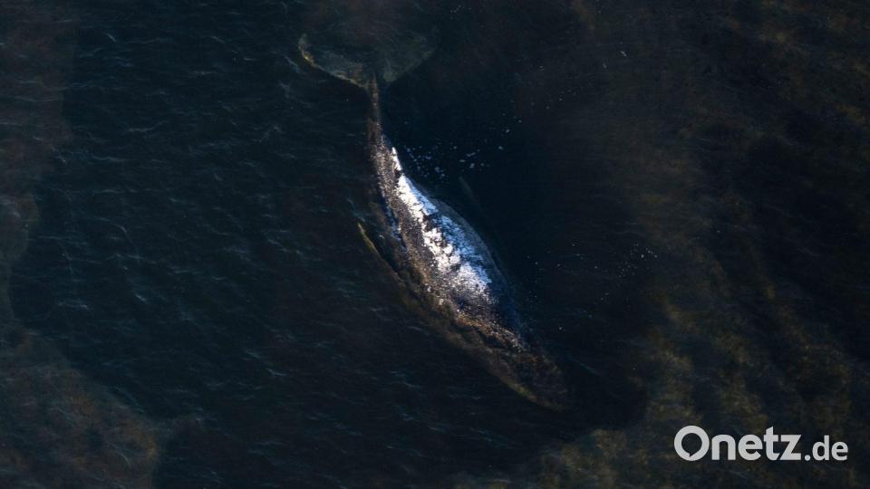 Der Buckelwal liegt in einer ausgespülten Wanne vor der Insel Poel. Bild: Philip Dulian/dpa