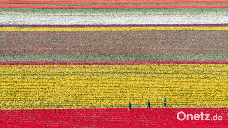 Tulpen wachsen zur Zwiebelvermehrung auf einem Tulpenfeld des Eickenhofs im Landkreis Gifhorn. Bild: Julian Stratenschulte/dpa