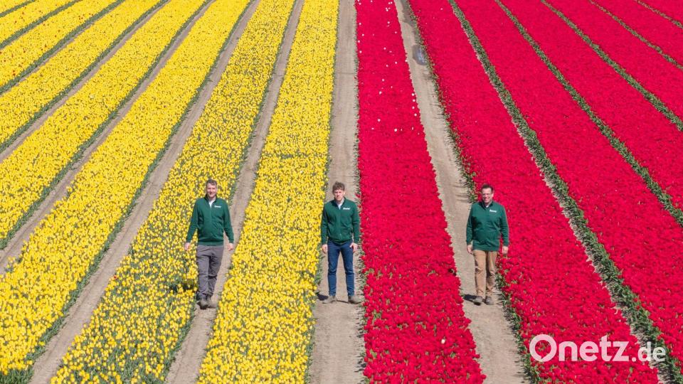 Mehrere Millionen Tulpen in verschiedenen Farben sorgen für bunte Felder. Bild: Julian Stratenschulte/dpa